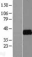 Kv beta 2 (KCNAB2) Human Over-expression Lysate