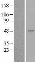 BLZF1 Human Over-expression Lysate