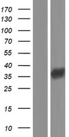 FCN3 Human Over-expression Lysate
