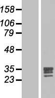 FGF17 Human Over-expression Lysate