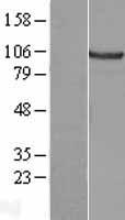 CTNNA2 Human Over-expression Lysate