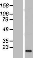 PIGH Human Over-expression Lysate