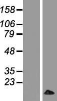 MRPL33 Human Over-expression Lysate
