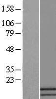 ATP5MF Human Over-expression Lysate