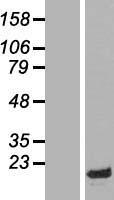 HMG14 (HMGN1) Human Over-expression Lysate