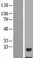 NDUFAB1 Human Over-expression Lysate