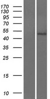 OMD Human Over-expression Lysate