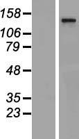 THRAP3 Human Over-expression Lysate