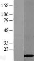 CALML3 Human Over-expression Lysate