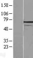 HSPA1L Human Over-expression Lysate