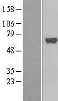 CP2c (TFCP2) Human Over-expression Lysate