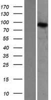 ZAK (MAP3K20) Human Over-expression Lysate