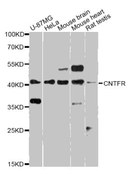 CNTFR antibody