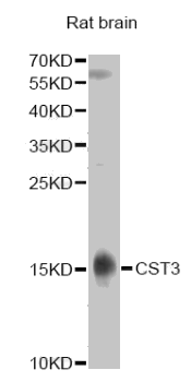 Cystatin C antibody