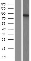 PDE4D Human Over-expression Lysate