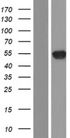 Doublecortin (DCX) Human Over-expression Lysate