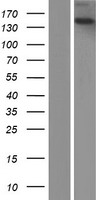TECPR2 Human Over-expression Lysate