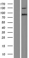 ZFX Human Over-expression Lysate