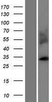 MARCH I (MARCH1) Human Over-expression Lysate