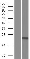 TNFAIP8L1 Human Over-expression Lysate