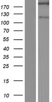 SHANK2 Human Over-expression Lysate