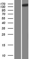 SCAPER Human Over-expression Lysate