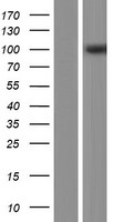 ACAP3 Human Over-expression Lysate