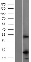 Slap (SLA) Human Over-expression Lysate