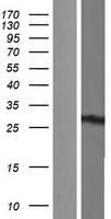Aly (ALYREF) Human Over-expression Lysate