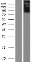 PROB1 Human Over-expression Lysate