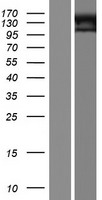 GPR144 (ADGRD2) Human Over-expression Lysate