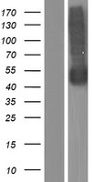 NPTN Human Over-expression Lysate