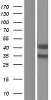 GDNF Receptor alpha 2 (GFRA2) Human Over-expression Lysate