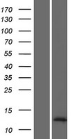 LOC728392 Human Over-expression Lysate