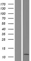 BRI3 Human Over-expression Lysate
