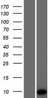 PET117 Human Over-expression Lysate