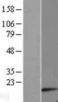 ATP5MC1 Human Over-expression Lysate