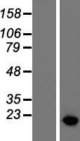 HMGA2 Human Over-expression Lysate