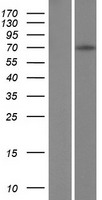 ZFY Human Over-expression Lysate