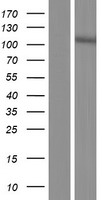 SPATA31D4 Human Over-expression Lysate