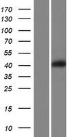 VPS37A Human Over-expression Lysate