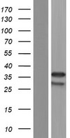RFPL4A Human Over-expression Lysate