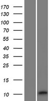 RIIAD1 Human Over-expression Lysate