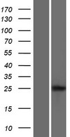 LIPT2 Human Over-expression Lysate