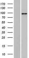 MyoGEF (PLEKHG6) Human Over-expression Lysate