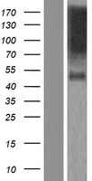 HNT (NTM) Human Over-expression Lysate