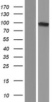 OGDHL Human Over-expression Lysate