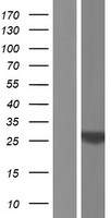 HES6 Human Over-expression Lysate
