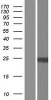 PPT1 Human Over-expression Lysate