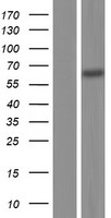 IRAKM (IRAK3) Human Over-expression Lysate